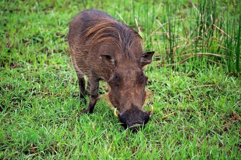 Warthog (Phacochoerus aethiopicus)