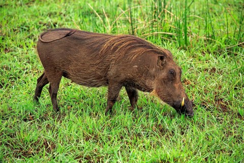 Warthog (Phacochoerus aethiopicus)