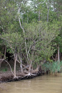 White Mangrove (Laguncularia racemosa)