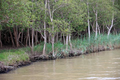 White Mangrove (Laguncularia racemosa)