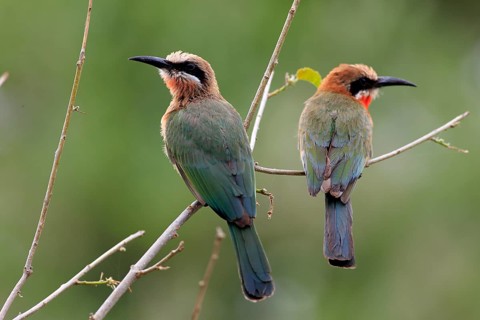 White-fronted Bee-eaters (Merops bullockoides)