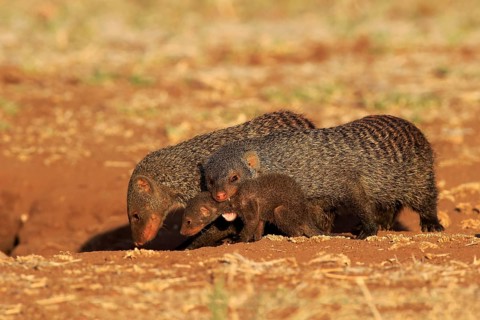 Banded mongoose (Mungos mungo)