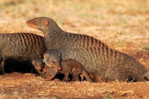 Banded Mongooses (Mungos mungo)