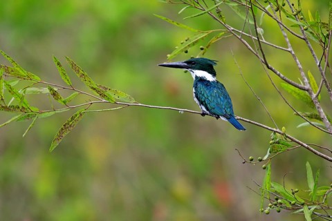 Amazon kingfisher (Chloroceryle amazona)