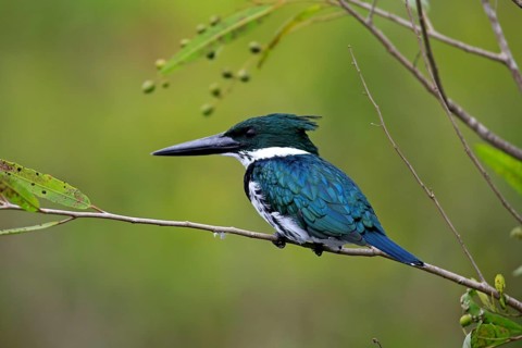 Amazon kingfisher (Chloroceryle amazona)