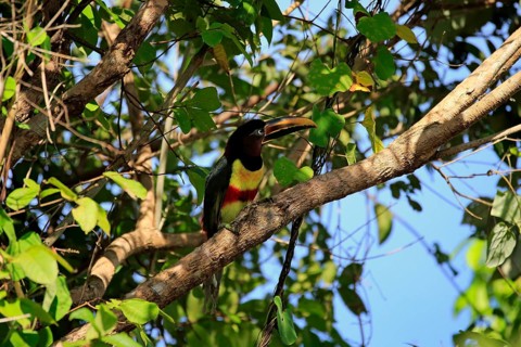 Chestnut-eared aracari (Pteroglossus castanotis)