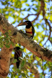 Chestnut-eared aracari (Pteroglossus castanotis)