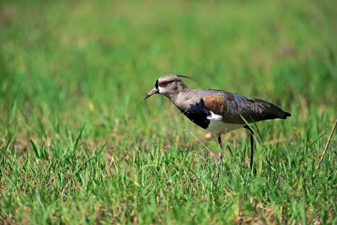 Southern lapwing (Vanellus chilensis)
