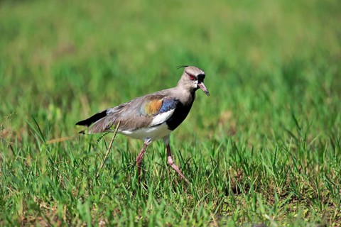 Southern lapwing (Vanellus chilensis)