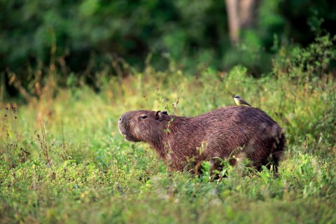 Capybara (Hydrochoerus hydrochaeris)
