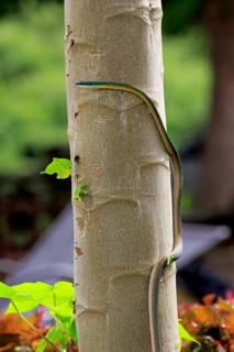 Lora or parrot snake (Leptophis ahaetulla)