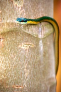 Lora or parrot snake (Leptophis ahaetulla)