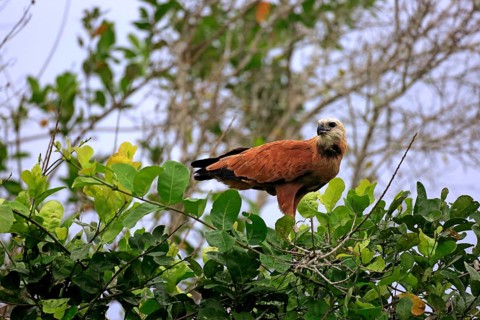 Black-collared hawk (Busarellus nigricollis)