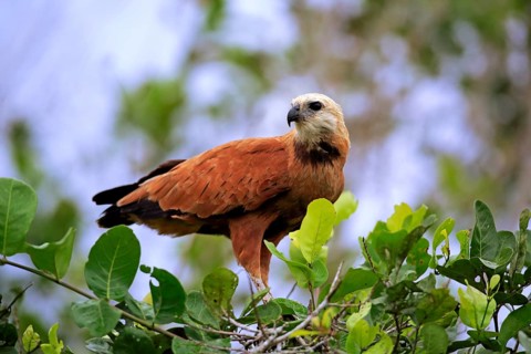 Black-collared hawk (Busarellus nigricollis)