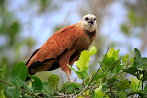 Black-collared hawk (Busarellus nigricollis)