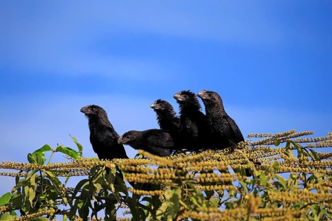 Smooth-billed anis (Crotophaga ani)