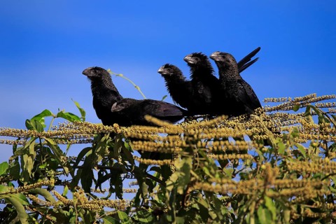 Smooth-billed anis (Crotophaga ani)