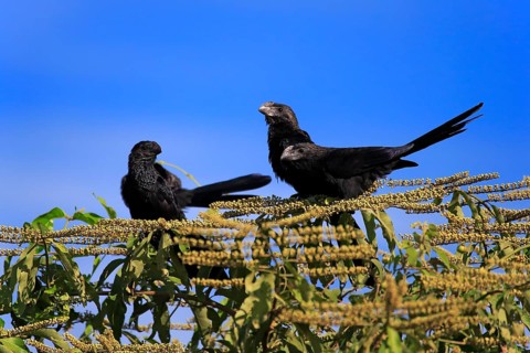 Smooth-billed anis (Crotophaga ani)