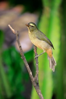 Greyish saltator (Saltator coerulescens) on a tree