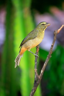 Greyish saltator (Saltator coerulescens) on a tree