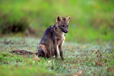 Crab-eating fox (Cerdocyon thous)