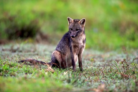 Crab-eating fox (Cerdocyon thous)