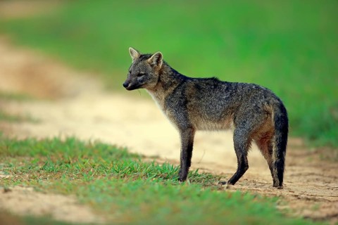 Crab-eating fox (Cerdocyon thous)