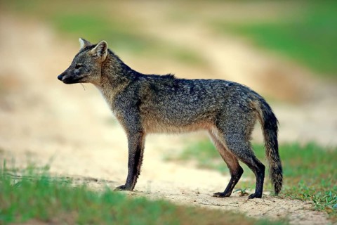 Crab-eating fox (Cerdocyon thous)