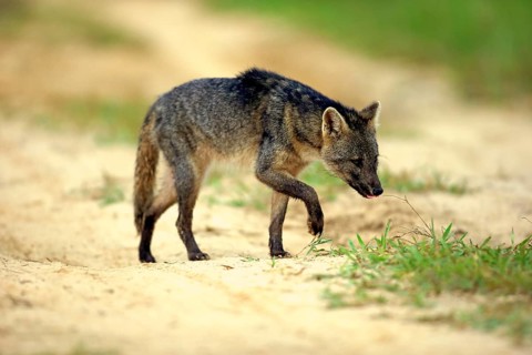 Crab-eating fox (Cerdocyon thous)