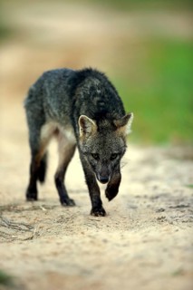 Crab-eating fox (Cerdocyon thous)