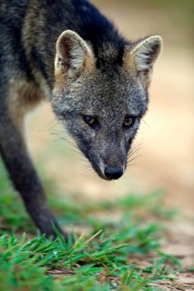 Crab-eating fox (Cerdocyon thous)