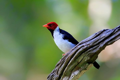 Yellow-billed cardinal (Paroaria capitata)