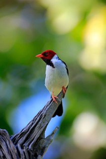 Yellow-billed cardinal (Paroaria capitata)
