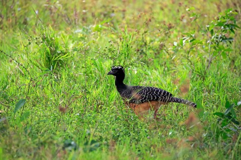 Bare-faced curassow (Crax fasciolata)