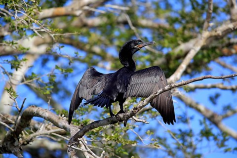 Neotropic Cormorant (Phalacrocorax brasilianus)