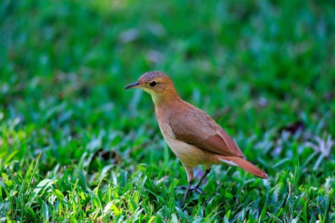 Rufous Hornero (Furnarius rufus)