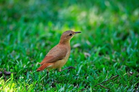 Rufous Hornero (Furnarius rufus)