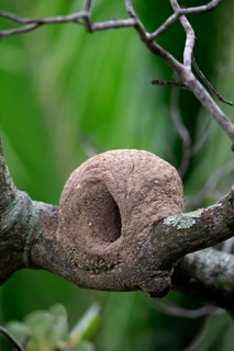 Rufous Hornero nest on a branch (Furnarius rufus)
