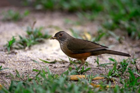 Rufous-bellied thrush (Turdus rufiventris)