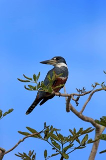 Ringed kingfisher (Ceryle torquata)