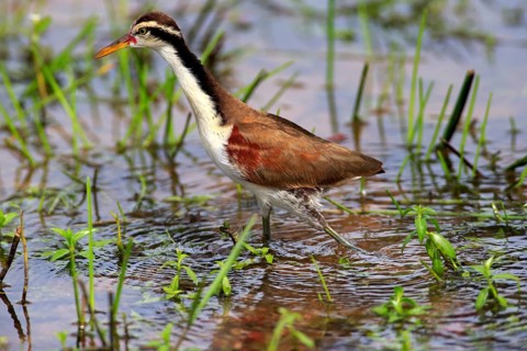 Wattled jacana (Jacana jacana)