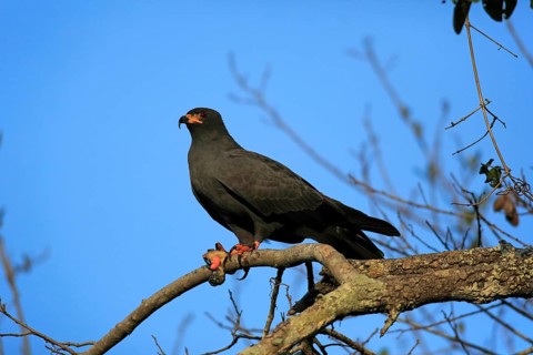 Snail kite (Rostrhamus sociabilis)