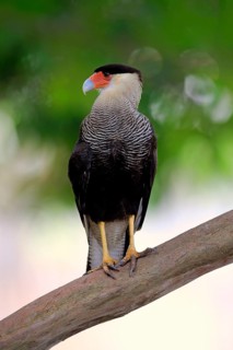 Southern crested caracara (Polyborus plancus)