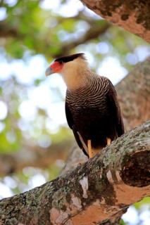 Southern crested caracara (Polyborus plancus)