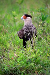 Southern crested caracara (Polyborus plancus)