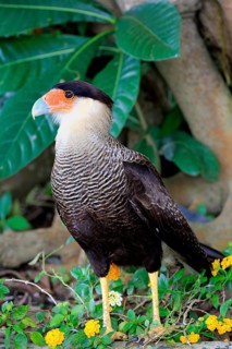 Southern crested caracara (Polyborus plancus)