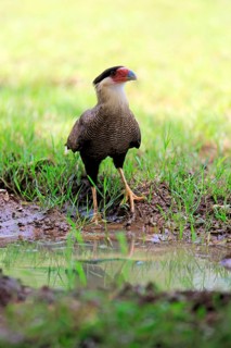Southern crested caracara (Polyborus plancus)