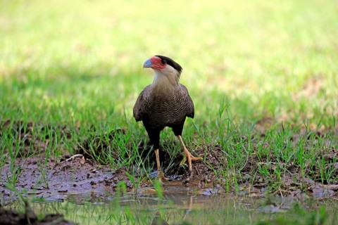 Southern crested caracara (Polyborus plancus)