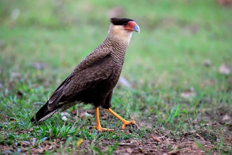 Southern crested caracara (Polyborus plancus)