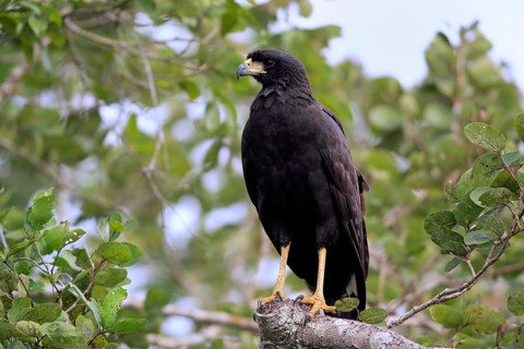 Great black hawk (Buteogallus urubitinga)